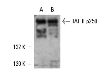 Western blot analysis of TAF II complex in HeLa (A) and A-431 (B) nuclear extracts immunoprecipitated with TAF II p100 (6C1): sc-743 and detected with TAF II p250 (6B3): sc-735.