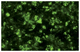 TFIIE-β (C-21): sc-238. Immunofluorescence staining of normal mouse lymph node frozen section showing cytoplasmic and nuclear staining.