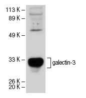 galectin-3 (H-160): sc-20157. Western blot analysis of galectin-3 expression in A-431 nuclear extract.