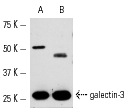 galectin-3 (H-160): sc-20157. Western blot analysis of galectin-3 expression in HeLa (A) and MCF7 (B) nuclear extracts.
