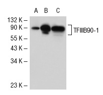 TFIIIB90-1 (BRF1G2A8): sc-81405. Western blot analysis of TFIIIB90-1 expression in non-transfected 293T: sc-117752 (A), human TFIIIB90-1 transfected 293T: sc-111635 (B) and HeLa (C) whole cell lysates.