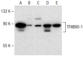 TFIIIB90-1 (BRF1G2A8): sc-81405. Western blot analysis of TFIIIB90-1 expression in HeLa (A), CCRF-CEM (B), MOLT-4 (C), Hep G2 (D) and Jurkat (E) nuclear extracts.