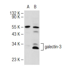 galectin-3 (H-160): sc-20157. Western blot analysis of galectin-3 expression in non-transfected: sc-117752 (A) and human galectin-3 transfected: sc-176286 (B) 293T whole cell lysates.