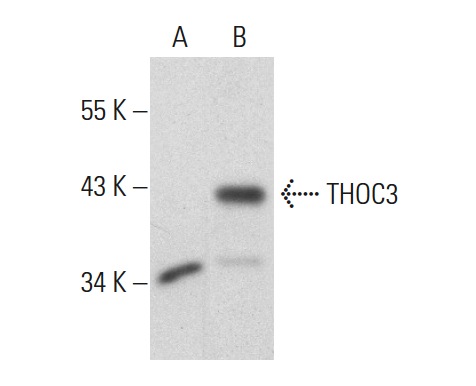 THOC3 (Z-22): sc-134087. Western blot analysis of THOC3 expression in non-transfected: sc-110760 (A) and human THOC3 transfected: sc-110698 (B) 293 whole cell lysates.