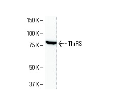 VAX2 (VAX2A8F12): sc-81422 Western Blot analysis of VAX2 expression in NIH3T3 whole cell lysate.