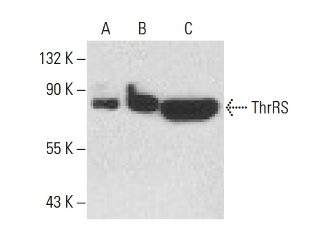 ThrRS (TARSF8H3): sc-81409. Western blot analysis of ThrRS expression in non-transfected 293T: sc-117752 (A), human ThrRS transfected 293T: sc-170842 (B) and HeLa (C) whole cell lysates.