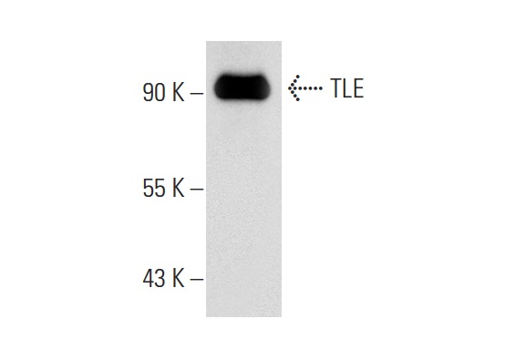 TLE (C-19): sc-13373. Western blot analysis of TLE expression in Jurkat whole cell lysate.
