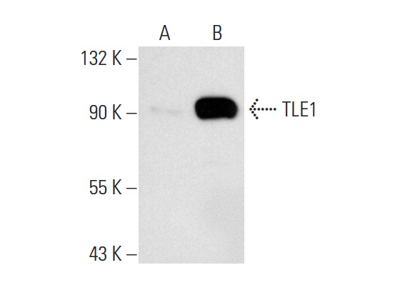 TLE1 (F-4): sc-137098. Western blot analysis of TLE1 expression in non-transfected: sc-117752 (A) and human TLE1 transfected: sc-171466 (B) 293T whole cell lysates.