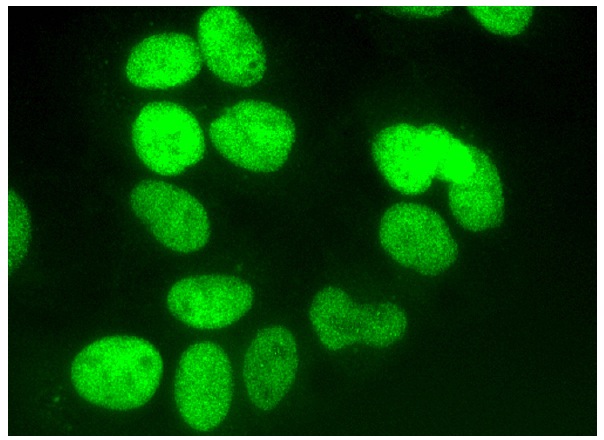 Topo IIβ (H-8): sc-25330. Immunofluorescence staining of formalin-fixed HepG2 cells showing nuclear localization.