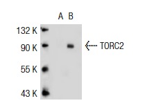 TORC2 (A-20): sc-46272. Western blot analysis of TORC2 expression in non-transfected: sc-117752 (A) and mouse TORC2 transfected: sc-124220 (B) 293T whole cell lysates.