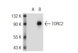 TORC2 (A-20): sc-46272. Western blot analysis of TORC2 expression in non-transfected: sc-117752 (A) and mouse TORC2 transfected: sc-124219 (B) 293T whole cell lysates.