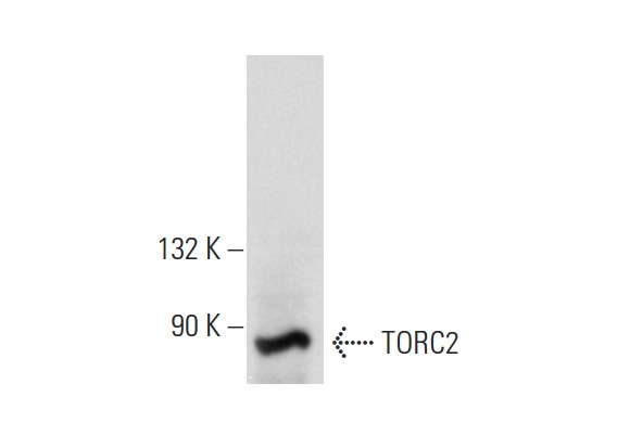 TORC2 (G-4): sc-166445. Western blot analysis of TORC2 expression in HeLa whole cell lysate.