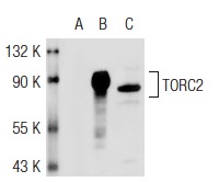 TORC2 (H-210): sc-67147. Western blot analysis of TORC2 expression in non-transfected: sc-117752 (A) and mouse TORC2 transfected: sc-124219 (B) 293T whole cell lysates and Jurkat nuclear extract (C).