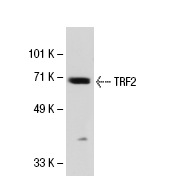 TRF2 (E-20): sc-32106. Western blot analysis of TRF2 expression in K-562 nuclear extract.