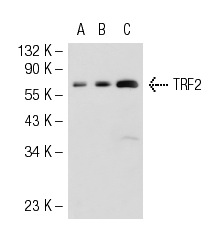 TRF2 (E-20): sc-32106. Western blot analysis of TRF2 expression in non-transfected 293T: sc-117752 (A), human TRF2 transfected 293T: sc-113675 (B) and HeLa (C) whole cell lysates.