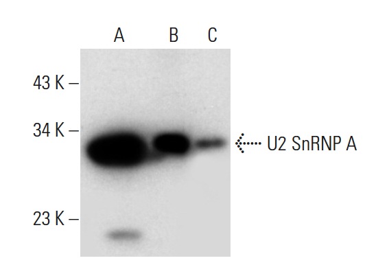 U2 SnRNP A (B-3): sc-393804. Western blot analysis of U2 SnRNP A expression in Jurkat (A) and U-698-M (B) whole cell lysates and human liver tissue extract (C).