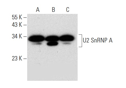 U2 SnRNP A (B-3): sc-393804. Western blot analysis of U2 SnRNP A expression in HeLa nuclear extract (C) and Hep G2 (D) and MCF7 (E) whole cell lysates.