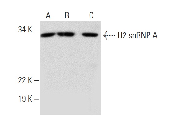U2 snRNP A (D-12): sc-132132. Western blot analysis of U2 snRNP A expression in Jurkat (A), U-698-M (B) and HeLa (C) whole cell lysates.