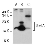 Uev1A/Mms2 (K-16): sc-47557. Western blot analysis of Uev1A expression in non-transfected: sc-117752 (A) and mouse Uev1A transfected: sc-127744 (B) 293T whole cell lysates and mouse liver tissue extract (C).