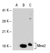 Uev1A/Mms2 (K-16): sc-47557. Western blot analysis of Mms2 expression in non-transfected 293T: sc-117752 (A), human Mms2 transfected 293T: sc-117249 (B) and Jurkat (C) whole cell lysates.