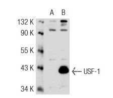 USF-1 (C-20): sc-229. Western blot analysis of USF-1 expression in non-transfected: sc-117752 (A) and mouse USF-1 transfected: sc-124487 (B) 293T whole cell lysates.