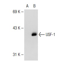 USF-1 (C-20): sc-229. Western blot analysis of USF-1 expression in non-transfected: sc-117752 (A) and mouse USF-1 transfected: sc-124487 (B) 293T whole cell lysates.