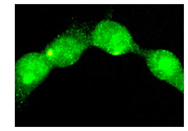 USF-2 (C-20): sc-862. Immunofluorescence staining of methanol-fixed NIH/3T3 cells showing nuclear staining.