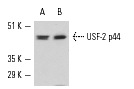 USF-2 (C-20): sc-862. Western blot analysis of USF-2 p44 expression in NIH/3T3 (A) and KNRK (B) nuclear extracts.