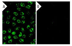 USF-2 siRNA (h): sc-36786. Immunofluorescence staining of methanol-fixed, control HeLa (A) and USF-2 siRNA silenced HeLa (B) cells showing diminished nuclear staining in the siRNA silenced cells. Cells probed with USF-2 (C-20): sc-862.
