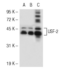 USF-2 (C-20): sc-862. Western blot analysis of USF-2 expression in non-transfected: sc-117752 (A) and mouse USF-2 transfected: sc-127755 (B) 293T whole cell lysates and Jurkat nuclear extract (C).