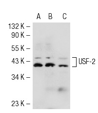 USF-2 (C-20): sc-862. Western blot analysis of USF-2 expression in non-transfected 293T: sc-117752 (A), mouse USF-2 transfected 293T: sc-127754 (B) and HeLa (C) whole cell lysates.