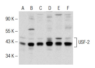 USF-2 (C-20): sc-862. Western blot analysis of USF-2 expression in HeLa (A), NIH/3T3 (B), A-431 (C), Jurkat (D), K-562 (E) and IMR-32 (F) nuclear extracts.