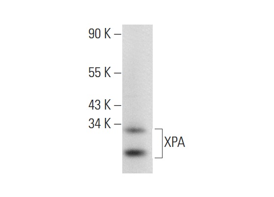 XPA (B-1): sc-28353. Western blot analysis of XPA expression in HeLa whole cell lysate.