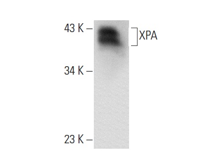 XPA (FL-273): sc-853. Western blot analysis of XPA expression in BJAB nuclear extract.
