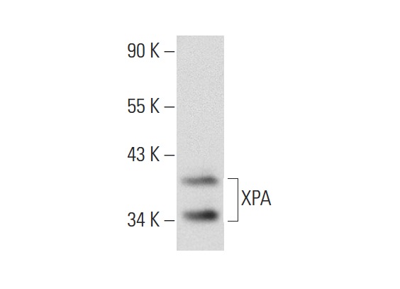 XPA (FL-273): sc-853. Western blot analysis of XPA expression in HeLa whole cell lysate.