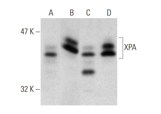XPA (FL-273): sc-853. Western blot analysis of XPA expression in GM637 whole cell lysate (A) and BJAB (B), MCF7 (C) and TF-1 (D) nuclear extracts.