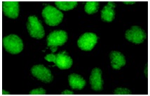 YY1 (H-414): sc-1703. Immunofluorescence staining of methanol-fixed HeLa cells showing nuclear localization.
