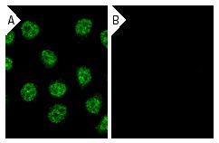YY1 siRNA (h): sc-36863. Immunofluorescence staining of methanol-fixed, control HeLa (A) and YY1 siRNA silenced HeLa (B) cells showing diminished nuclear staining in the siRNA silenced cells. Cells probed with YY1 (H-414): sc-1703.