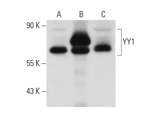 YY1 (H-414): sc-1703. Western blot analysis of YY1 expression in non-transfected 293T: sc-117752 (A), human YY1 transfected 293T: sc-172170 (B) and HeLa (C) whole cell lysates.