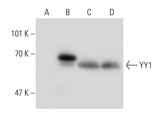 YY1 (H-414): sc-1703. Western blot analysis of YY1 expression in non-transfected: sc-117752 (A) and human YY1 transfected: sc-172170 (B) 293T whole cell lysates and Jurkat (C) and BJAB (D) nuclear extracts.