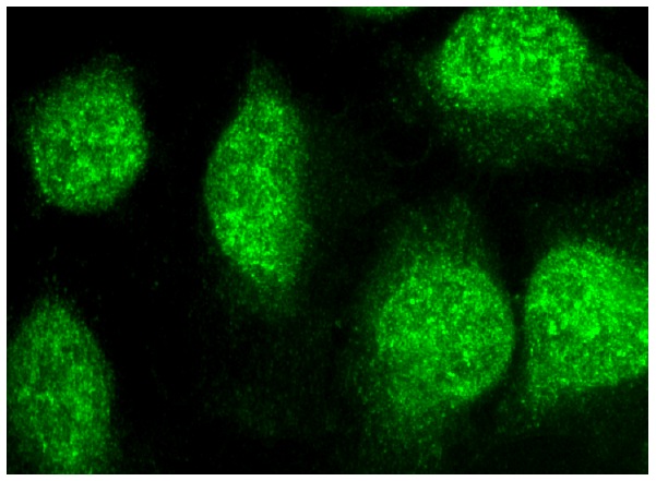 ZNF161 (H-166): sc-98278. Immunofluorescence staining of methanol-fixed HeLa cells showing nuclear localization.