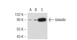 Gelsolin (ABS 017): sc-57509. Western blot analysis of Gelsolin expression in non-transfected 293T: sc-117752 (A), mouse Gelsolin transfected 293T: sc-126908 (B) and BJAB (C) whole cell lysates.