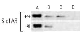 ChIP analysis of <i>in vivo</i> binding of RORα and its recruitment of coactivators to RORα-responsive promoters in freshly dissected cerebella derived from wild type (+/+) and staggerer (Sg) mice. Control Input (A). Antibodies used included SRC-1 (M-341): sc-8995, SRC-1 (C-20): sc-6096 and SRC-1 (M-20): sc-6098 (B), Grip-1 (M-434): sc-8996 (C), NCoA-3 (F-2): sc-5305, NCoA-3 (M-397): sc-9119, NCoA-3 (N-17): sc-7217 and NCoA-3 (C-20): sc-7216 (D). Data kindly provided by M.G. Rosenfeld and reproduced wtih permission from Gold <i>et al</i>., Neuron 2003, 40: 1119-1131.