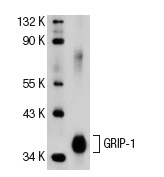 GRIP-1 (M-343): sc-8996. Western blot analysis of His-tagged mouse recombinant GRIP-1.