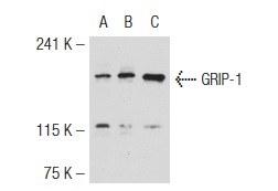 GRIP-1 (M-343): sc-8996. Western blot analysis of GRIP-1 expression in K-562 (A), HeLa (B) and PMA-treated HeLa (C) nuclear extracts.