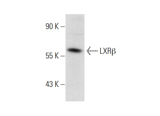LXRβ (H-8): sc-133221. Western blot analysis of LXRβ expression in HeLa nuclear extract.
