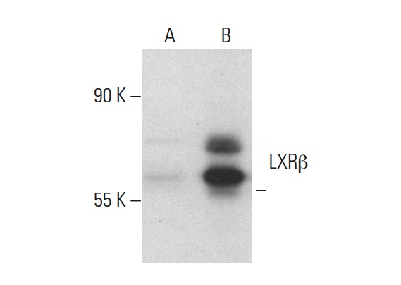 LXRβ (H-8): sc-133221. Western blot analysis of LXRβ expression in non-transfected: sc-117752 (A) and human LXRβ transfected: sc-170184 (B) 293T whole cell lysates.