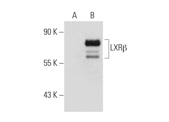 LXRβ (H-8): sc-133221. Western blot analysis of LXRβ expression in non-transfected: sc-110760 (A) and human LXRβ transfected: sc-158701 (B) 293 whole cell lysates.