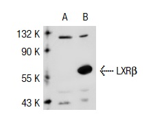 LXRβ (N-20): sc-1001. Western blot analysis of LXRβ expression in non-transfected: sc-117752 (A) and human LXRβ transfected: sc-112157 (B) 293T whole cell lysates.