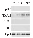 ChIP analysis of cofactor occupancy dynamics on the ICAM1 promoter in 293 cells in response to IL-1β treatment. Antibodies tested include p300 (C-20): sc-sc-585, p300 (N-15): sc-584, p300 (H-272): sc-8981, NCoA-3 (F-2): sc-5305, NCoA-3 (M-397): sc-9119, NCoA-3 (N-17): sc-7217, NCoA-3 (C-20): sc-7216, SRC-1 (M-341): sc-8995, SRC-1 (C-20): sc-6096, SRC-1 (M-20): sc-6098 and GRIP1 (M-343): sc-8996. Data kindly provided by M.G. Rosenfeld and reproduced with permission from Baek et al., Cell 2002, 110: 55-67.